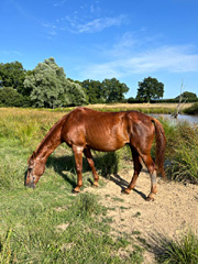 des nouvelles de Birichinas