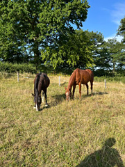des nouvelles de Birichinas