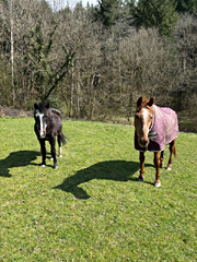 des nouvelles de Birichinas