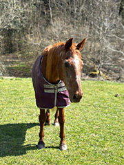 des nouvelles de Birichinas