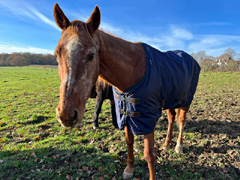 des nouvelles de Birichinas