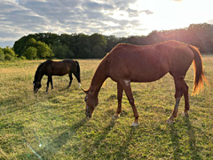 des nouvelles de Birichinas