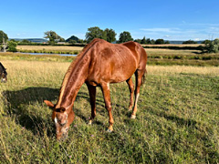 des nouvelles de Birichinas