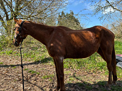 des nouvelles de Birichinas